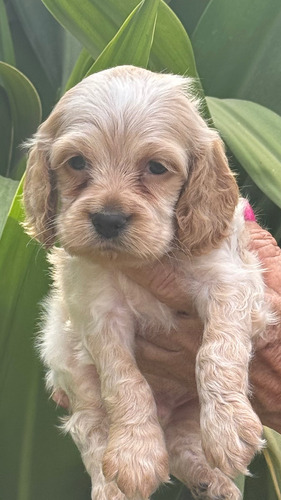 Bellos Cachorritos Cocker Spaniel