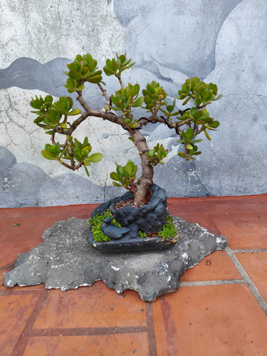 Bonsai Árbol De Jade