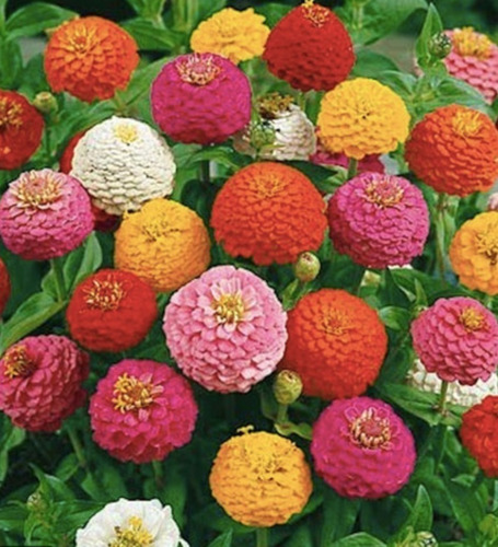 Semillas De Zinnia Enana 1.5 Gr Rinde Hasta 220 Plantas