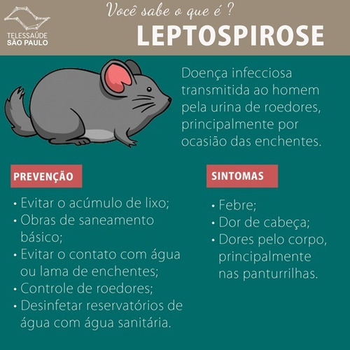 Placa Adesiva Pega Rato Baratas Escorpiões E Outros Insetos