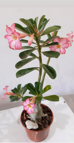 Rosa Del Desierto, Adenium Obesum M12