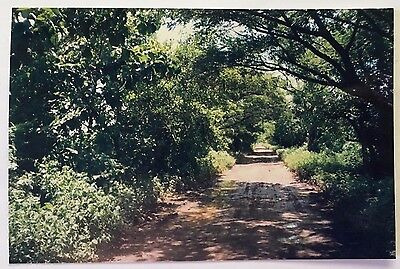 Vintage 90s Photo Tree Lined Dirt Road In Costa Rica Lql