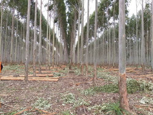 Precisamos Montes De Eucalyptus Preferiblemente Grandys Y Co