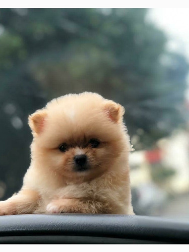 Imagen 8 de 8 de Pomerania Importados Exclusivos Calidad