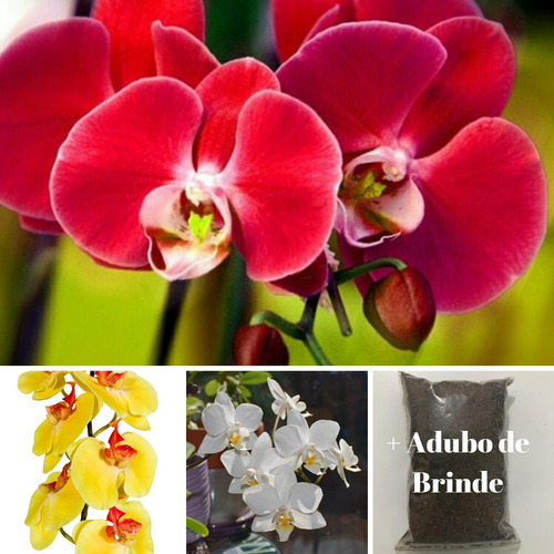 Mudas De Orquídeas Phalaenopsis Kit Com 10 Mais Super Brinde