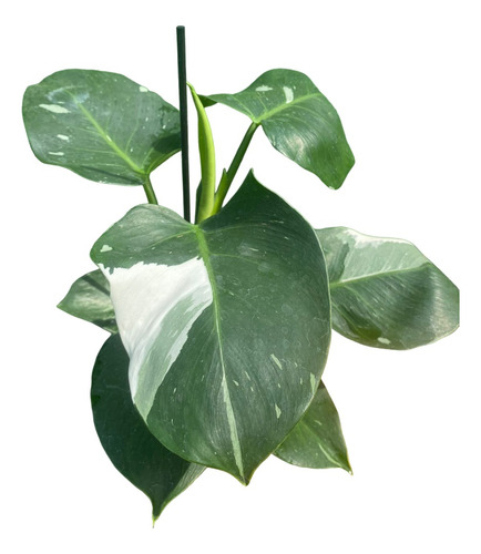 Philodendron White Wizard Variegata Pote 18 Vai Plantada