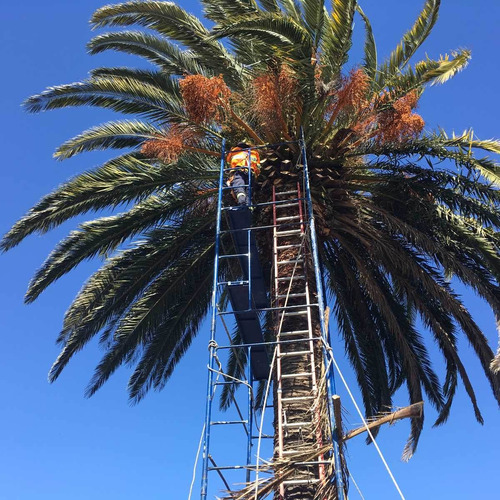 Imagen 7 de 10 de Talas Y Podas - Árboles Limpiezas De Terrenos 095487799