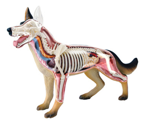 Anatomía De Órganos Animales Modelo 4d Dog Intelligence Ensa
