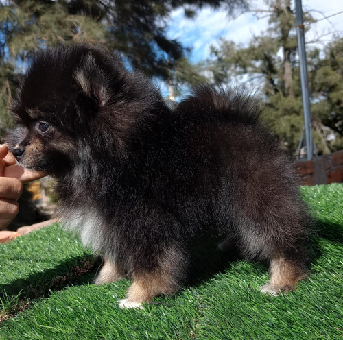 Pomerania Hembra Blue And Tan Hermosa. Blue And Tan