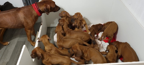 Cachorros Rhodesian 