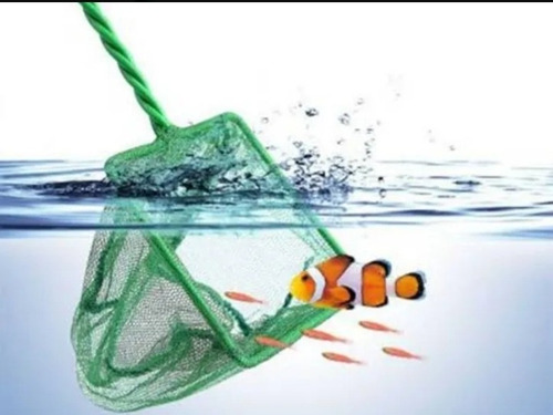 Rede N4 Redinha Média Para Pegar Peixes Em Aquário E Lago