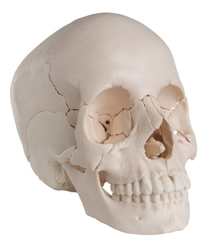 Cráneo Desarmable Medicina Anatomía Kinesiología Osteopatía