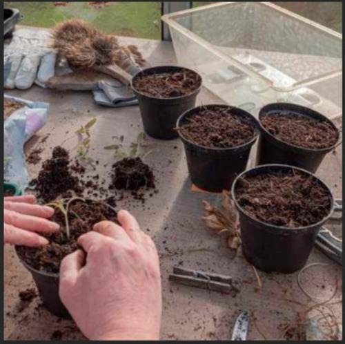 Tierra Preparada Para Macetas Y Jardineras 20 Kg (Usado)