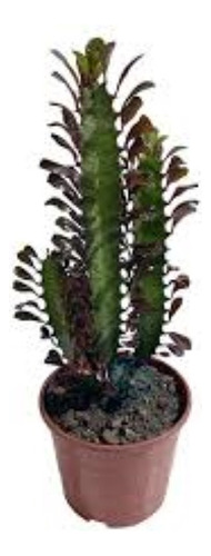 Suculenta Euforbia Africana Verde / Rubra H E R M O S A