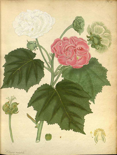 Imagem 4 de 10 de Hibiscus Mutabilis Hibisco Sementes Rosa Louca