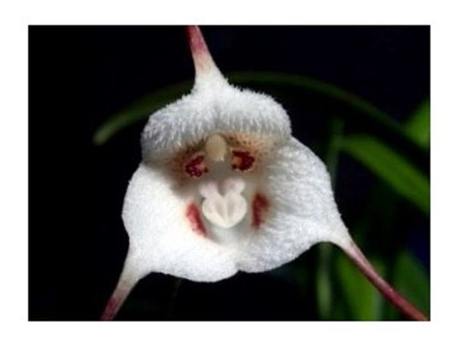 Orquídea Dracula Lotax - Cara De Macaco Adulta - Com Mudas!!