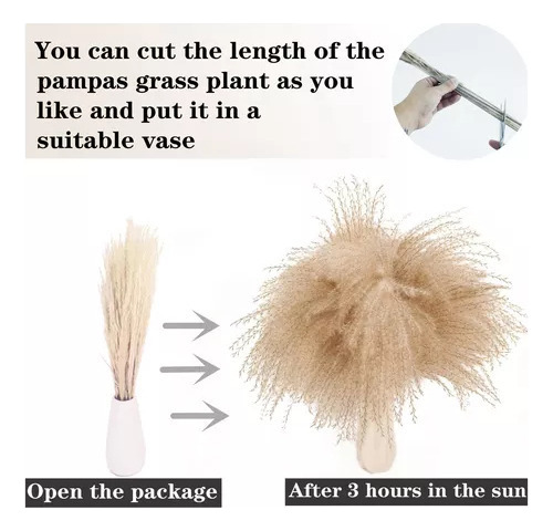 Decoración Seca Natural Capim Dos Pampas Plumas Con