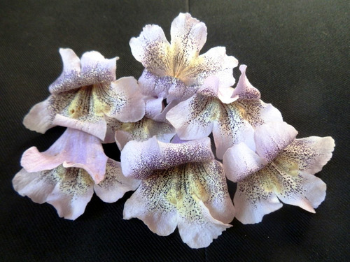 Imagem 6 de 7 de 300 Sementes Frescas Kiri Paulownia Tomentosa Princess Tree