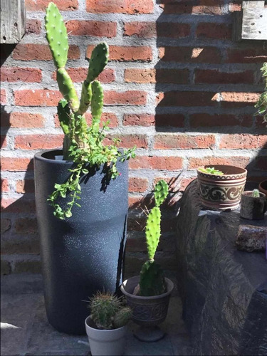 Maceta Grande , Macetón De Plástico 55 Cm Altura