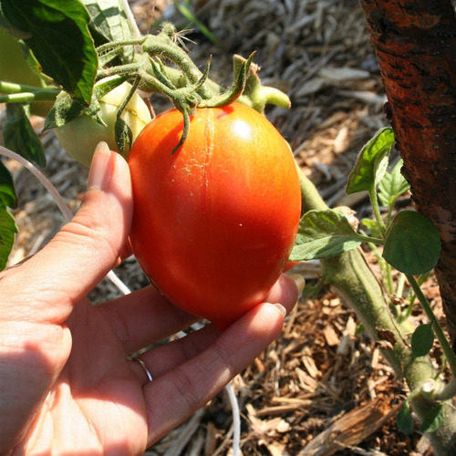 350 Semillas De Tomate Río Grande