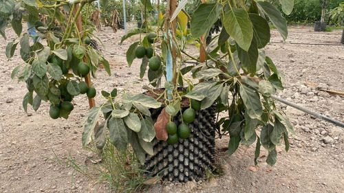 Aguacate Hass Enano + Semillas