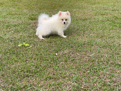 Cachorros Pomsky Puppy Lobos Miniatura En Venta En Ibagué