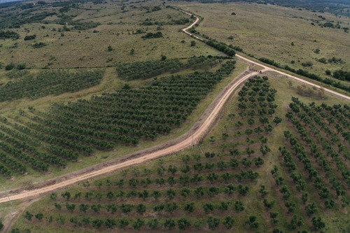 Imagen 29 de 30 de Campo Ovicola En Garzon - 212 Hectareas