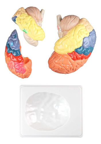 Parco Scientific Pb00108 Modelo De Cerebro Regional - 3 Part