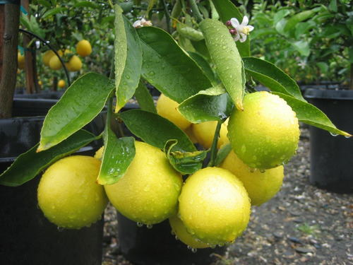 Limon Real, Lima Dulce , Limon Dulce. ( Árbol ) 1 M