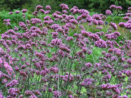 500g Esencia Verbena Para Hacer Perfume Ropa Amb Difu Auto