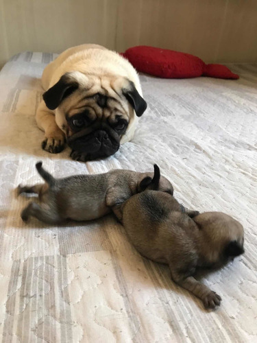 Imagem 2 de 4 de Filhote De Pug ( Macho E Fêmea)
