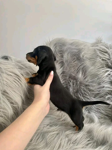 Hermoso Cachorro Salchicha Miniatura