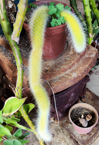 Cactus Colademononis Otras Suculentas Y Agaves