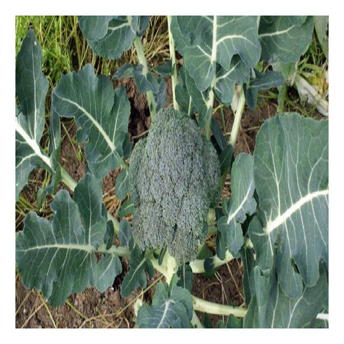 Semilla De Brócoli Sin Tratamiento De 80 Gramos