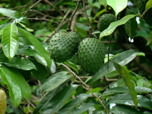 Imagem 4 de 6 de Muda De Fruta Do Conde / Pinha Para Produzir