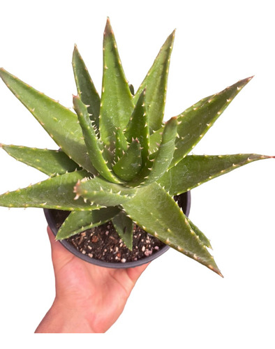 Suculenta Aloe Pote 15 Planta Real Decorativa