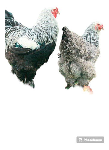 4 Huevos Fértil Gallina Brahma Envío Gratis 