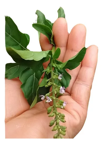 comprar 200 Sementes Manjericão Anis-aniseto-atroveran-ocimum Selloi