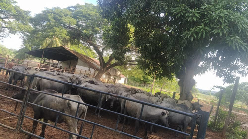 Imagen 12 de 12 de Finca Agropecuaria En Guanare, Portuguesa En Venta