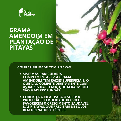 Kit 3800 Mudas De Grama Amendoim Raiz Nua + Fertilis Sollus
