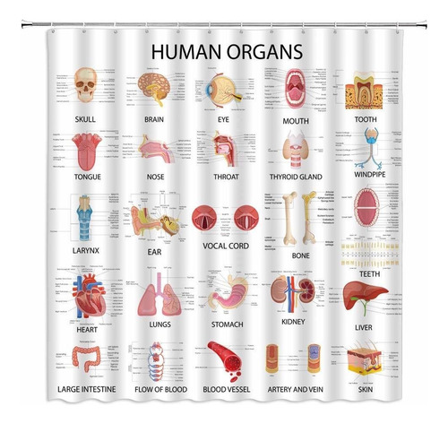 Ãrganos Humanos Cortina De Ducha Anatomía Ãrgano Cuerp...