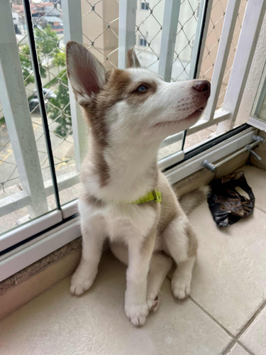 Husky Siberiano Fêmea 3 Meses