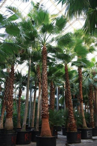  Semillas De Palmera Washingtonia Robusta X 100 U - Envios 