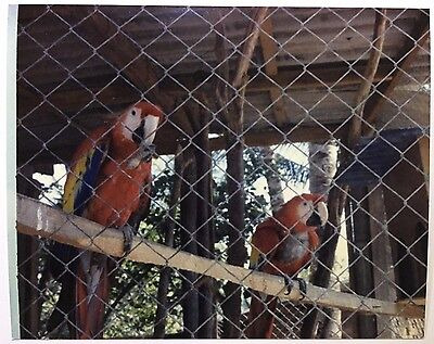 Vintage Photo A Pair Of Perched Parrots In Paraguay Lql