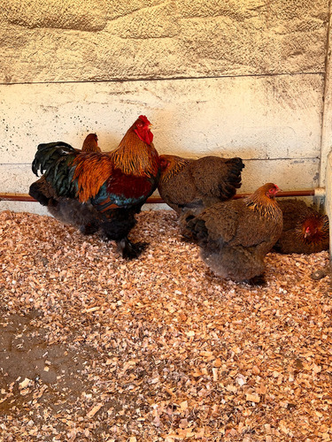Brahma Perdiz Aperdizado (Usado)