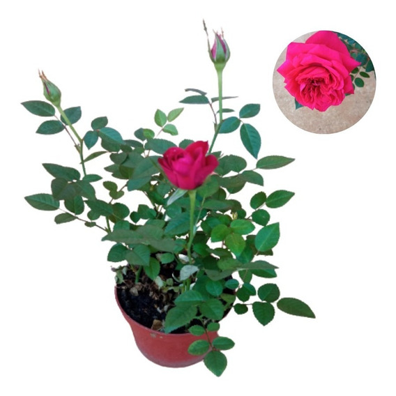 Planta Mini Rosa | MercadoLivre 📦