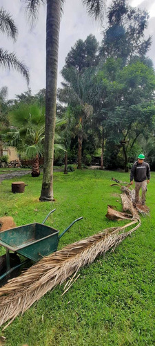 Poda De Arboles, Palmeras, Extracciones De Raiz.