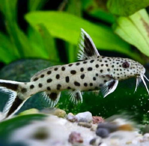 Synodonthis Petricola - Pez Gato Leopardo - Peces Tropicales
