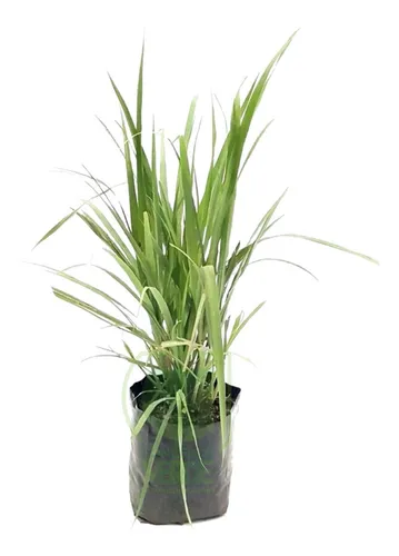 comprar Planta Té De Limón