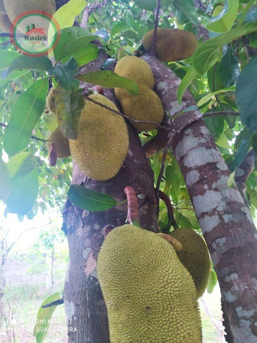 Imagem 9 de 20 de Belíssima Chacara Em Jacareí - Ch0008
